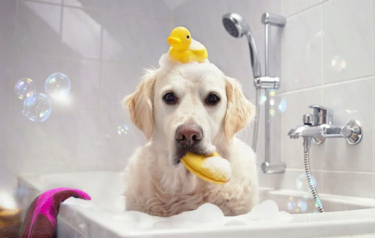 Dctr.Go Шампунь-бальзам для животных Sнampoo Therapy "Мультиуход" 1000 ml в Ярославле